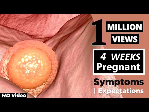 4 Weeks Pregnant Baby Position - Pregnancy Symptoms Week by Week