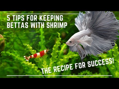 5 Tips to Keep Bettas with Shrimp Successfully