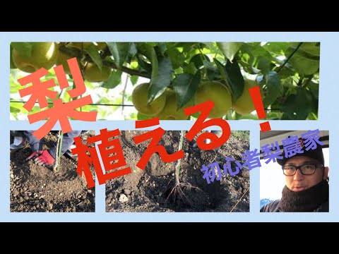 梨の木をどのくらいの深さに植えるか