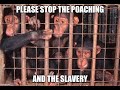 The Wild Thornberrys Explaining Chimpanzee Poaching