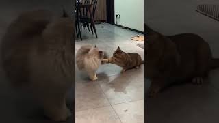 Download lagu Part 41 #funny #cat#MiniDrama mp3