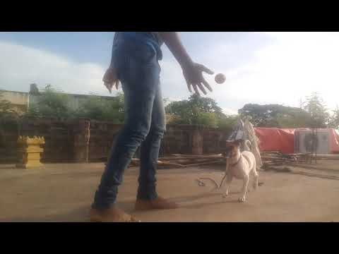 Yashwanth playing with her dog
