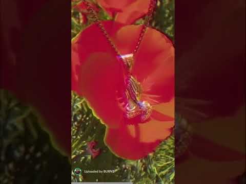 Hands on me - BURNS (Maluma , Rae Sremmurd)