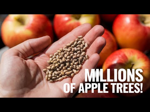 How to Produce MILLIONS of Apple Trees from SEEDS! Harvest and Process!