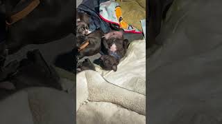 Bugg Puppies Videos