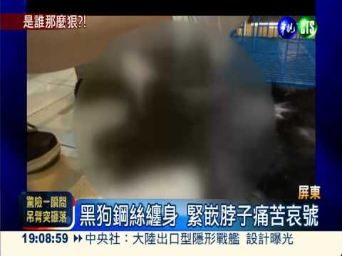 黑狗身纏鋼絲 狠心人虐當活靶