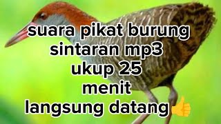 Download lagu suara pikat burung sintaran paling jitu. cukup 25 menit langsung 👍 mp3 Download lagu suara pikat burung sintaran paling jitu. cukup 25 menit langsung 👍 mp3