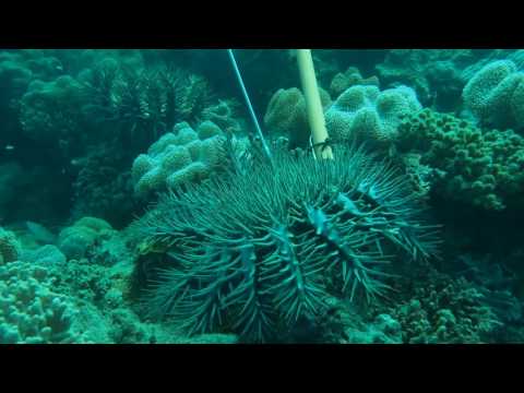 Injecting Poison into Crown of Thorns Starfish