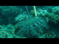 Injecting Poison into Crown of Thorns Starfish