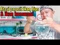Pengobatan Parasit Pada Ikan Hias Air Tawar