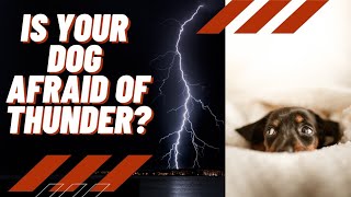 Dogs fear of thunder and lightning. How to fix it. Why does it happen?