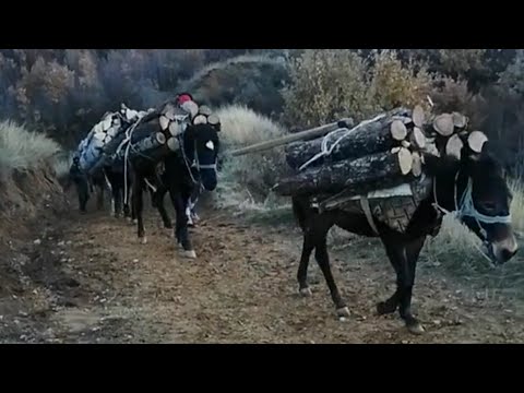 Samarica težak ali Pošten Kruh polako se gasi.