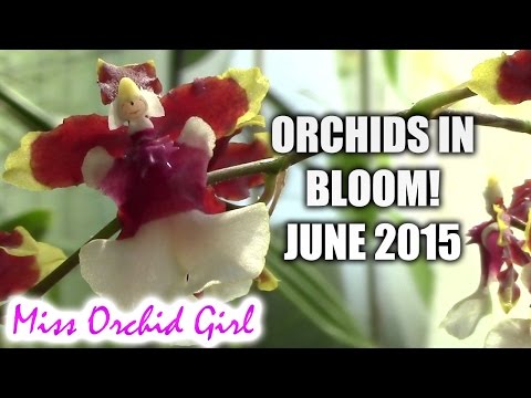 Orchids in bloom - June 2015