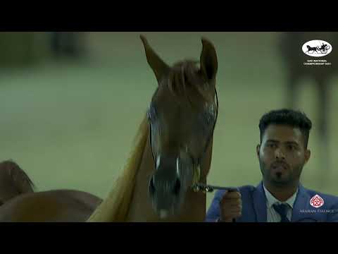 UAE National Championship 2021  Class 8A