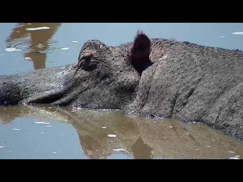 Djuma: Lone Hippo arriving - 11:46- 10/17/19