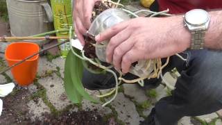 Orchidea átültetése