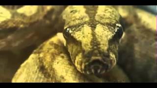 Python Kills 2 Boys At Sleepover African Rock Python Reptile Ocean Canada