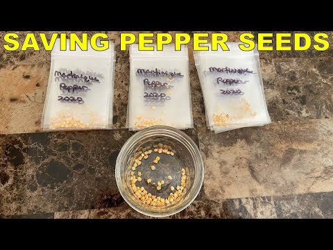SAVING PEPPER SEEDS The EASY WAY: Complete Guide From Start To Finish