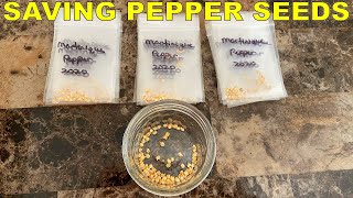 SAVING PEPPER SEEDS The EASY WAY: Complete Guide From Start To Finish