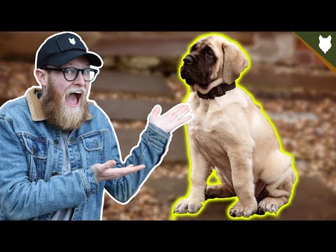 How To Teach Your PUPPY Their Name