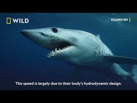 Sharks 101   Sharkfest on National Geographic Wild