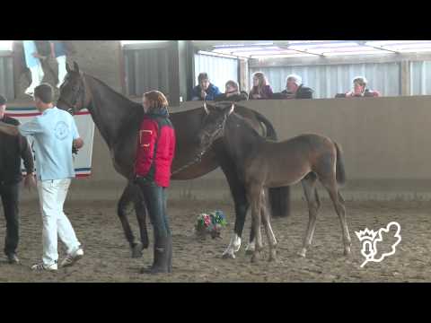 Fohlenbrennen 2015 Pferdestammbuch SH HH   Schrittring der Spezialrassen
