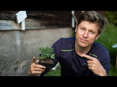 How to successfully grow tomatoes WITHOUT a greenhouse
