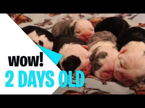 New Born English Beautiful Bulldog Babies | First Class Bulldogs