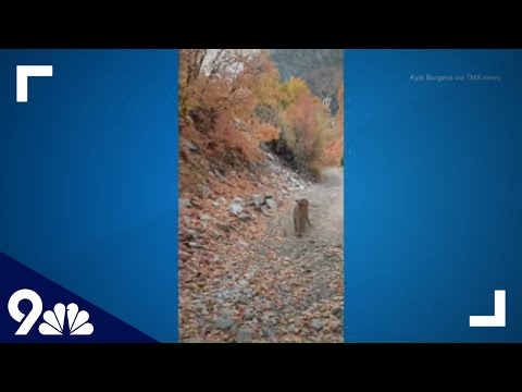 ΗΠΑ: Λιοντάρι βουνού επιτέθηκε σε πεζοπόρο