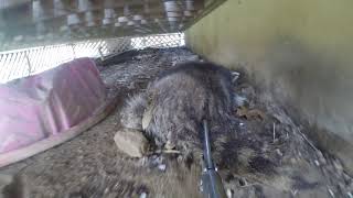 Raccoon retrieval from under a deck