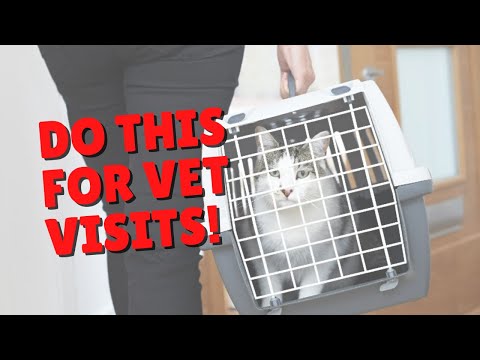 How To Help Your Cat When Returning From The Vet | Two Crazy Cat Ladies