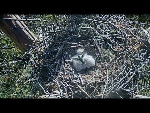 Presidio SF Red-Tailed Hawk Cam ~ Hummingbird Hovers Over The Nest w/ SLO MO 4.21.18
