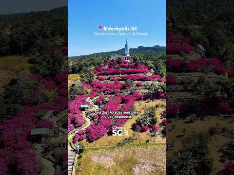 O Caminho de Fátima em Siderópolis está pintado de rosa neste mês de agosto! 🌸✨