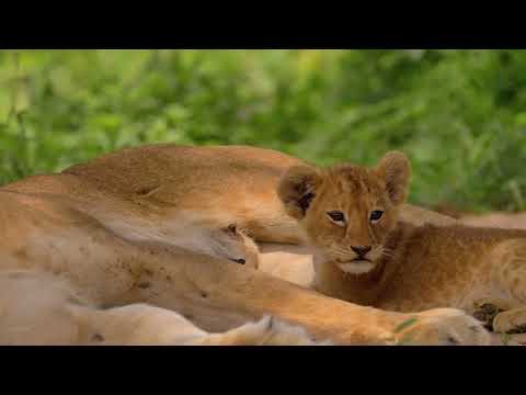 Wildlife Safari in Uganda