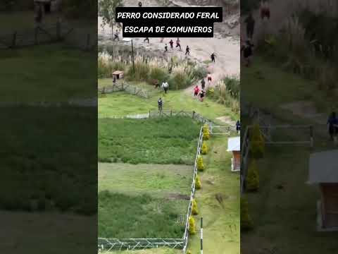 🐕 PREOCUPACIÓN EN SAQUISILÍ POR LA PRESENCIA DE UN PERRO FERAL
