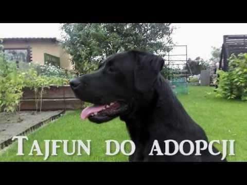 Tajfun do adopcji