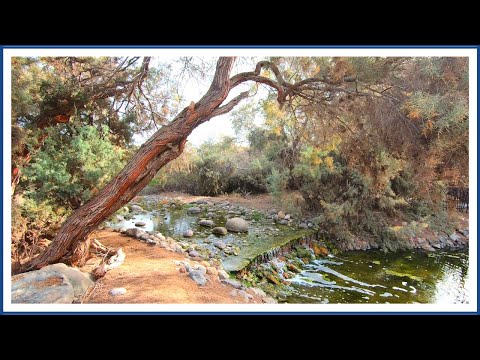 Maspalomas Gran Canaria | Parque Tony Gallardo 🐤 Canary Islands 💥