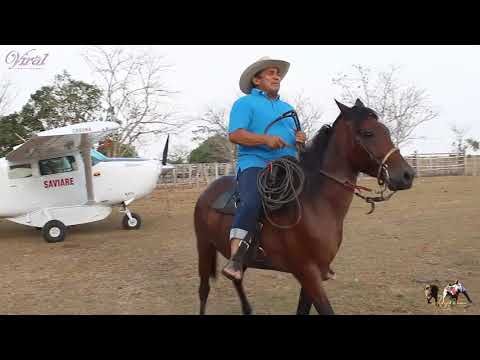 VILLAMIL TORRES - SIGO COLEANDO Y CANTANDO