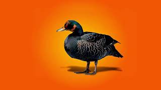 Euskaltel Black Pack! Xiaomi Mobile and TV for €6/month anuncio