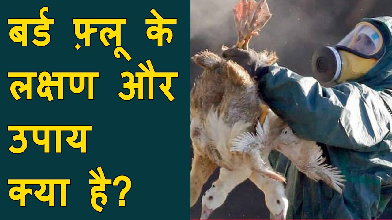Bird Flu के बारे में जिला पंचायत पशुपालन अघिकारी Prakash Darji से जानिए | What is this new bird Flu?
