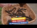 Jumping Dalag Minu Mukbang Sa Dimasalang Masbate I Juander