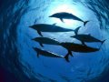 Bob Schneider - Big Blue Sea 