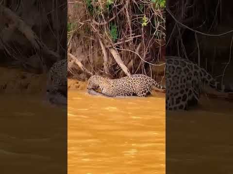 Onça pintada pegando jacare, nas proximidades do hotel e pousada yaguarete