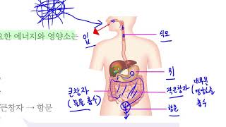 [초등과학 6-2 무료강의] 4. 우리 몸의 구조와 기능 ② 우리가 먹은 음식물은 어떻게 될까요?
