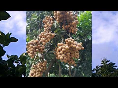 Tủi bước quay về Sheet - Hà Thanh