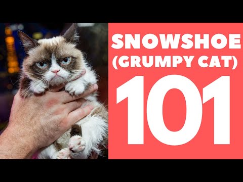 Snowshoe Cat 101 : Breed & Personality