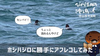 ホシハジロに勝手にアフレコしてみた【びわ湖の渡り鳥2022】