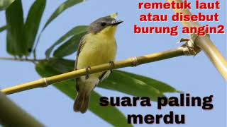 Download lagu terbukti suara pikat remetuk laut atau disebut burung angin2 mp3 Download lagu terbukti suara pikat remetuk laut atau disebut burung angin2 mp3