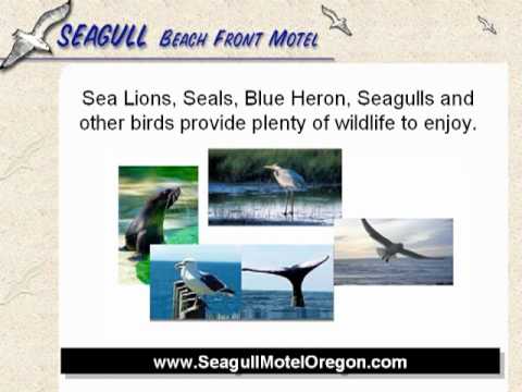 Oregon Coast Lodging Seagull Beach Front Motel Lincoln City OR