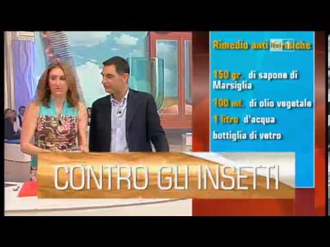 Dieta per chiarificazione di un organismo da parassiti La prevenzione misura linfezione con helminths